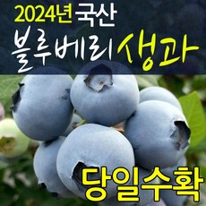 블루베리 생과 1kg 생 열매/품종별 구분 500g 포장/국산 전북 장수 당일수확