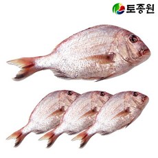 마른참돔 중형 3마리 완도, 3개