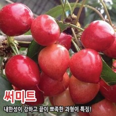 체리나무 결실주 3년생 충청농원