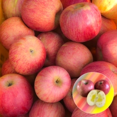 사과마루부사10kg