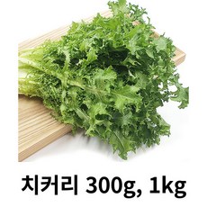 치커리 300g 1kg 국내산 산지직송 쌈채소 샐러드야채 청치커리 상추류 치커리, 1box