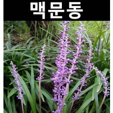 맥문동 연결포트(100구) 1판/야생화/조경용/다년초/전국상록노지월동