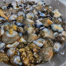 [산지직송] [국내산] 해삼 제철 자연산 해삼회 1kg 500g 생물 싱싱