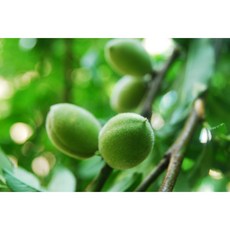 강원도 개복숭아 생과 세척(옵션선택) 10kg 15kg 자연그대로 채취한 산복숭아 산지직송