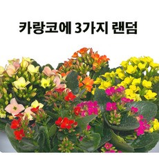 1c4e83bf9a97edac1b0914183c6359c3c65ba1b065d7f735b5c864b5d430.jpg