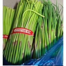 국내산) 산지직송 당일수확 국산 마늘쫑 1kg2kg 신선한 햇마늘종 햇 마늘쫑 1등급 24년산 국산마늘종, 1개, 1kg
