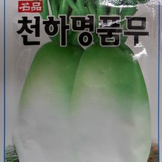 천수무씨앗