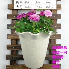 나의 행복한 꽃그릇 옥상 정원 꾸미기 모던하우스화분, AK_L