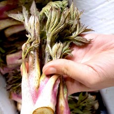 국내산 땅두릅 참두릅 개두릅 엄나무순 봄나물 산나물, 1개, 1kg
