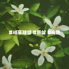 캔들마노 [ 에센셜오일 ] 네롤리 Neroli E.O, 100ml - 네롤리