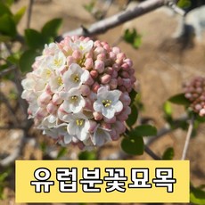 유럽분꽃나무 봄꽃 향기진한꽃나무 정원수, 1개