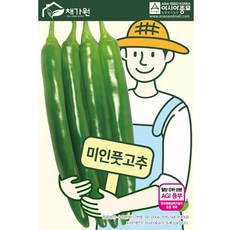 미인풋고추모종