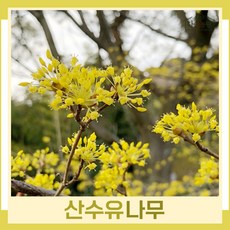 추천3산수유나무