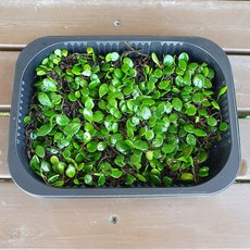 콩자개 콩짜개 대용량(19x15cm)/덩굴식물 테라리움 비바리움 팔루다리움
