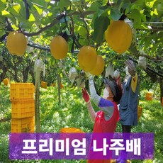 일등농수산 산지직송 프리미엄 나주 신고배, 1개, 가정용 5kg (5-7과)