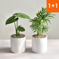 1+1공기정화식물 몬스테라 테이블야자 인테리어식물, 몬스테라+테이블야자(세라믹원형11호 세트), 1세트