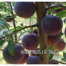 바이오 체리 나무 결실주