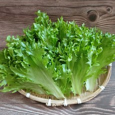 곱슬 아삭이상추 생채 식감 햄거버 샌드위치용 상추 쌈채소, 1kg, 1박스