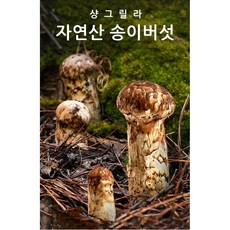 자연산꽃송이버섯가격