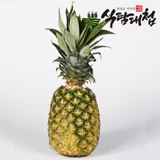 감숙왕파인애플