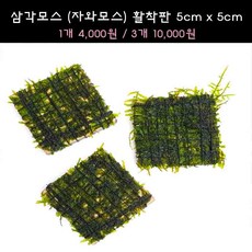 [수초아쿠아] 삼각모스 (자와모스) 5cm x 5cm 활착판 초보수초 인기수초 구피 새우 은신처 어항수초 수초맛집 득템수초 음성수초 모스활착 활착모스 구피키우기 구피어항 수초, 3개