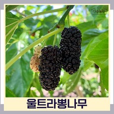 오디나무 묘목 왕오디 울트라뽕나무 R3cm 결실주(분) 1개