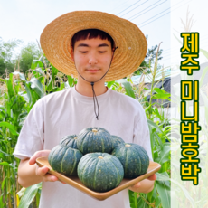 [청정제주] 미니밤호박 2kg 4kg 보우짱 단호박