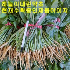 참농인고들빼기10단(하늘이내린약초), ...