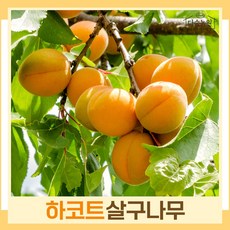 살구나무 묘목 왕살구 하코트(하코드) R4cm 결실주(분) 1개