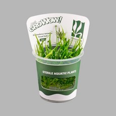 그로우와우 크립토코리네 누리 무균 조직배양 수초