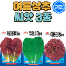 상추 TOP01