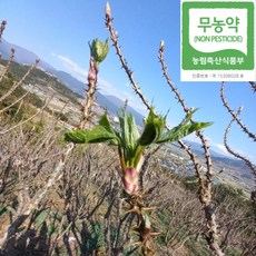 [예약판매 4/5일부터 순차배송] 지리산자락 구례동산골농원 무농약 엄나무순 음나무순 개두릅, 3kg, 1박스
