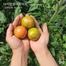 [대저농협인증]산지직송 대저짭짤이토마토 2.5kg(로얄과 중과), 2S