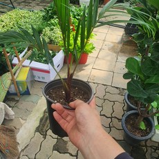 30~50cm 149 립스틱야자 중품 수입야자