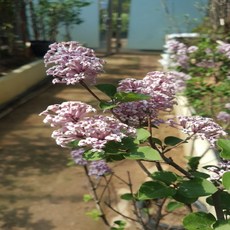 320c97f2a2a6cd678f03867d4390e6765fc9e9cd76b405862c15c2e3d9c9.jpg