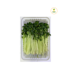 무순 50g/1팩, 1개