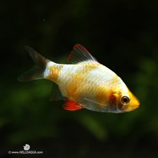 86d0155fc9b9e0c25518666c7fc811d87c95623bccbc911cd54a8e98df2b.jpg