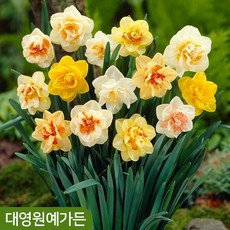 추천9수선화