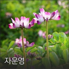 코리아팜 자운영500g - 자운고한약재