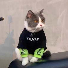 강아지모음사진집