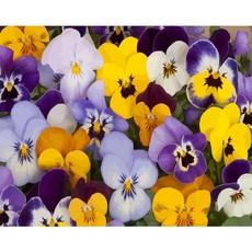 그림그리기좋은날다육식물