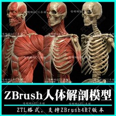 근육 신경 뼈 두개골 골격 해부 실습 해부학 ZBrush 3D 인간 근골격계 모델 조각 고화질 ZTL 현실적인 남성 해골 분리 4R7