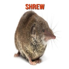 Shrew: Fun Facts & Cool Pictures Paperback, Independently Published, English, 9798563343214