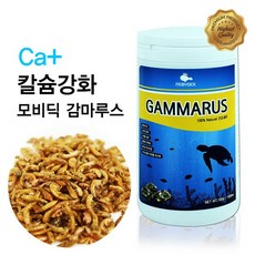 테트라감마루스 TOP01