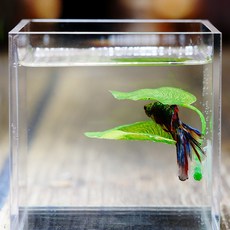 Betta-물고기 휴식 수족관 잎 식물 장식 산란 관상용 식물 Betta 물고기 놀이 인공 숨기기 잎 해먹, 단일옵션