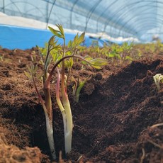 강원도 눈꽃 땅두릅 땅두릎 봄나물 300g 500g 1kg 2kg, 1개