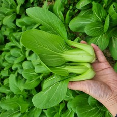 [GAP인증]부드럽고 연한 청경채, 1박스, 1kg