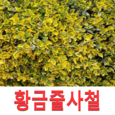 (성실G)황금무늬줄사철 모종(포트 10개)