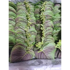 깻잎 1kg 짱아찌용 껫잎, 1개