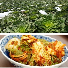 배추 TOP01
